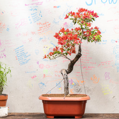 Bonsai Bougainvillea (S)(Actual Plant 7)