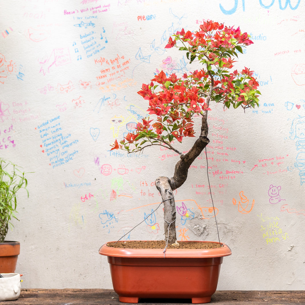 Bonsai Bougainvillea (S)(Actual Plant 7)