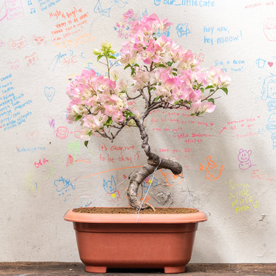 Bonsai Bougainvillea (S)(Actual Plant 8)