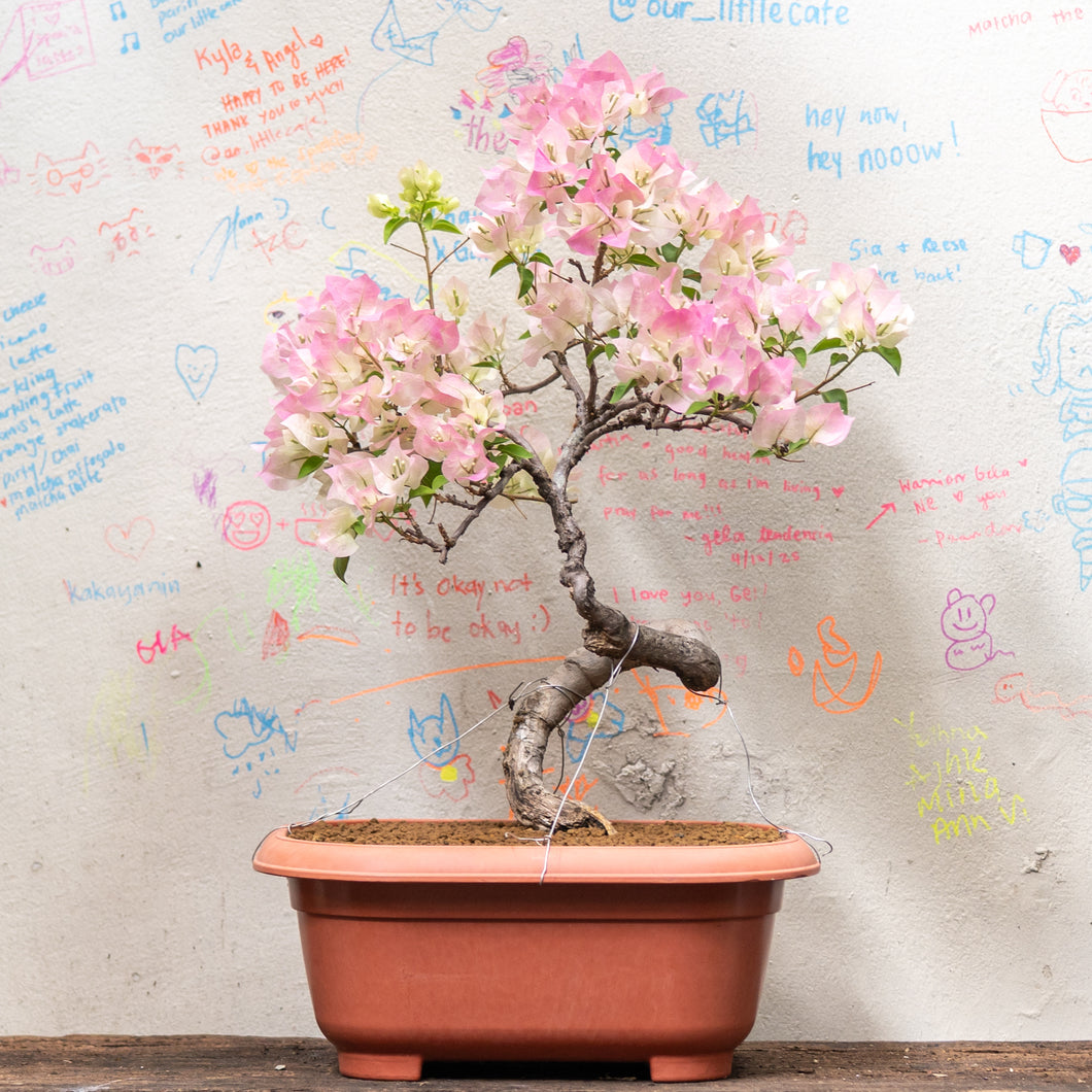 Bonsai Bougainvillea (S)(Actual Plant 8)
