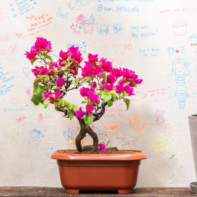Bonsai Bougainvillea (S)(Actual Plant 9)