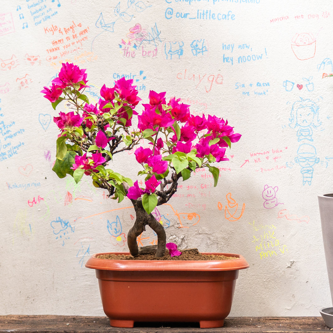 Bonsai Bougainvillea (S)(Actual Plant 9)