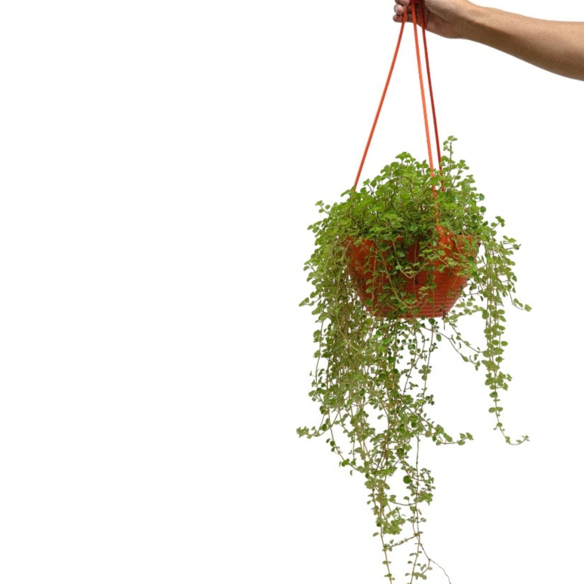rosary hanging plant Rosary Vine – Shopleaf Plant Studio