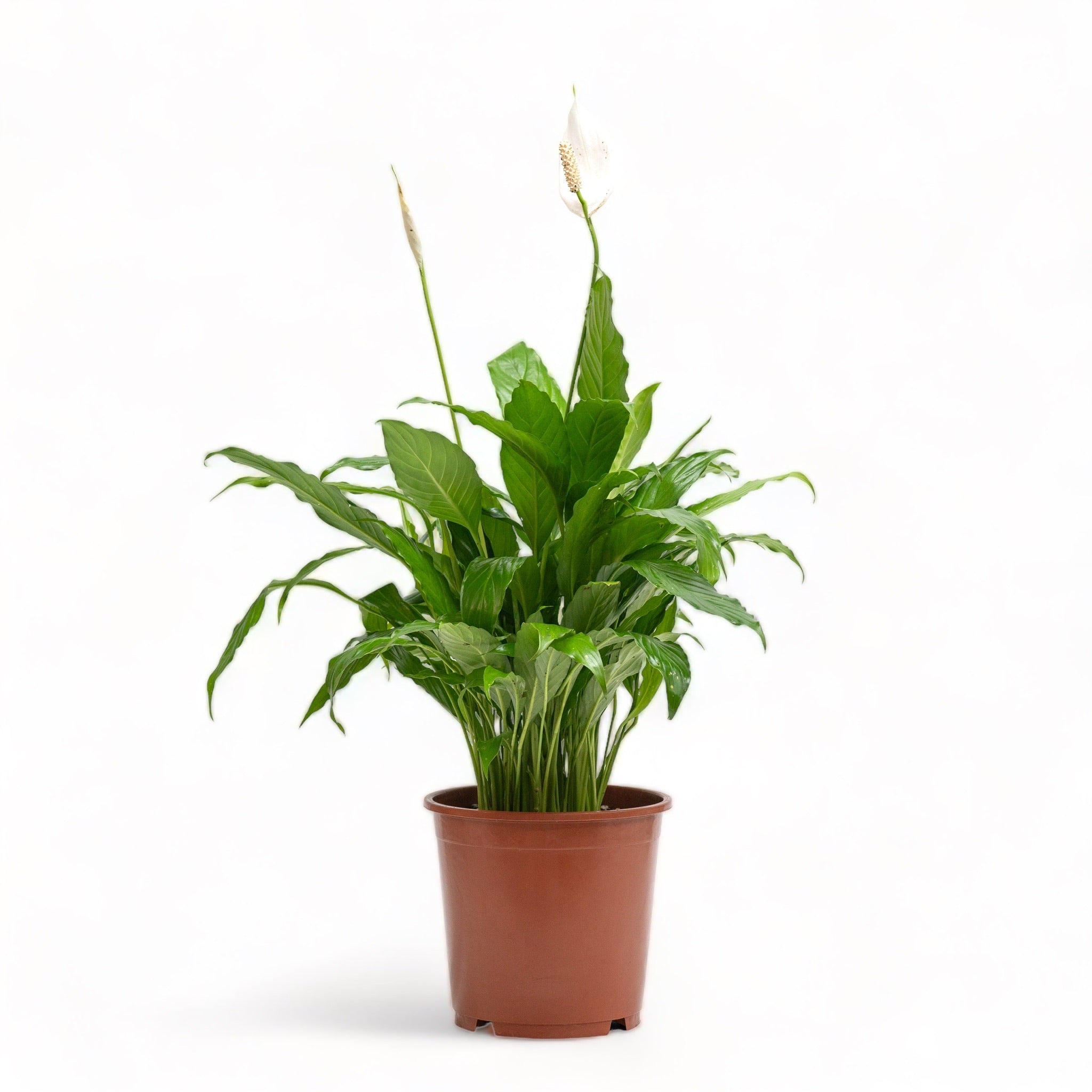 peace lily price philippines Peace Lily (S) in Nursery Pot – Shopleaf Plant Studio