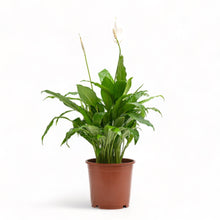 Load image into Gallery viewer, Peace Lily (S) in Nursery Pot