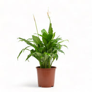 Peace Lily (S) in Nursery Pot