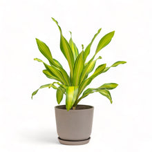 Load image into Gallery viewer, Dracaena Skyline (M) in Ecopots