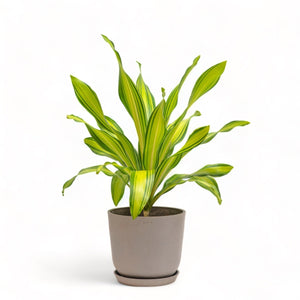 dracaena stem shriveling Dracaena Skyline (M) in Nursery Pot – Shopleaf Plant Studio