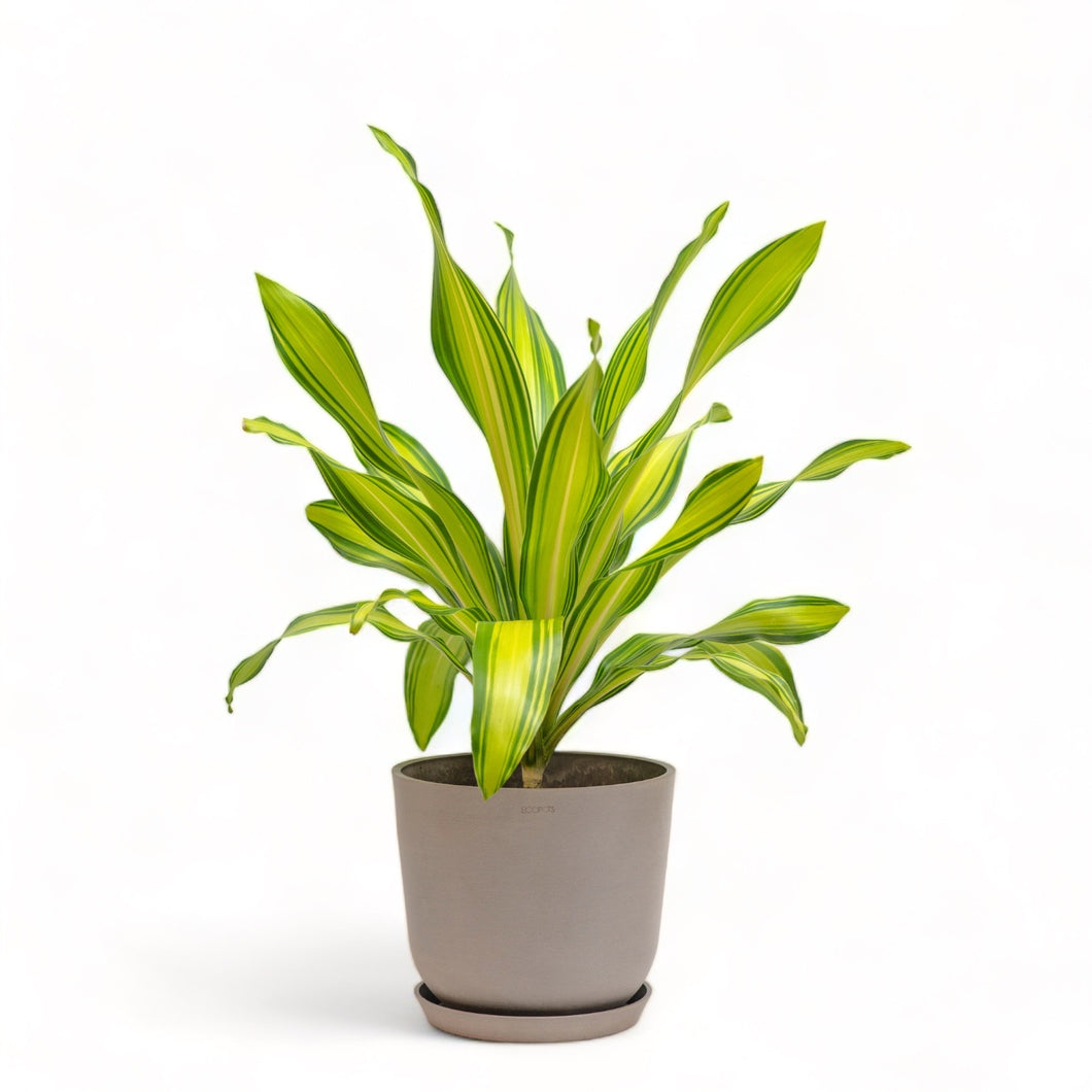 dracaena philippines Dracaena Skyline (M) in Ecopots – Shopleaf Plant Studio