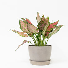 Load image into Gallery viewer, Aglaonema Red Valentine (S)
