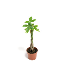 Load image into Gallery viewer, Braided Money Plant (XS) in Nursery Pot