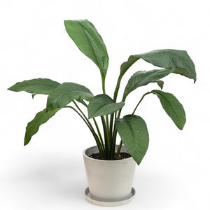 Sensation Plant (L) in Ecopots