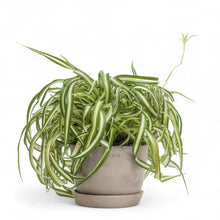 将图片加载到图库查看器，Curly Spider Plant (M) in Nursery Pot