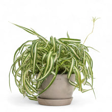 Load image into Gallery viewer, Curly Spider Plant (M) in Ecopots