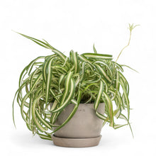 将图片加载到图库查看器，Curly Spider Plant (M) in Ecopots