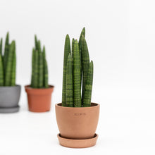 将图片加载到图库查看器，Sansevieria Fat Boy in Ecopots (S)