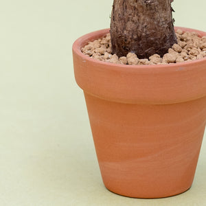 Phyllanthus mirabilis in Ecopots