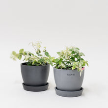 Load image into Gallery viewer, Asiatic Jasmine Snow-N-Summer (S) in Ecopots