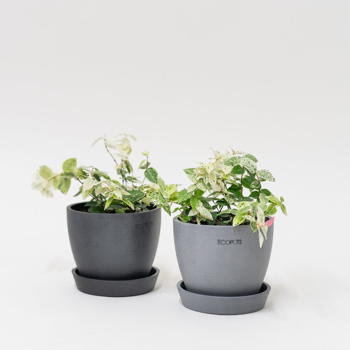 Asiatic Jasmine Snow-N-Summer (S) in Ecopots – Shopleaf Plant Studio