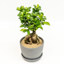 Load image into Gallery viewer, Ficus Ginseng in Ecopots