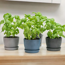 Load image into Gallery viewer, Basil Kitchen Set in Ecopots