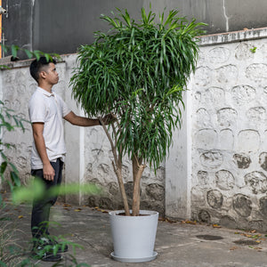 Dracaena Anita (XL) in Nursery Pot