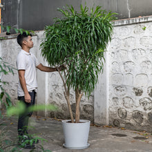 Load image into Gallery viewer, Dracaena Anita (XL) in Ecopots