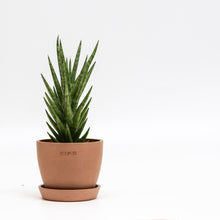 将图片加载到图库查看器，Sansevieria francisii (M) in Ecopots