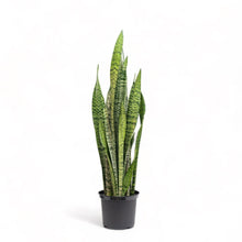 Load image into Gallery viewer, Green Snake Plant (L) in Nursery Pot