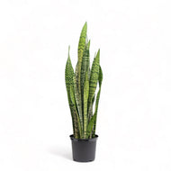 Green Snake Plant (L) in Nursery Pot