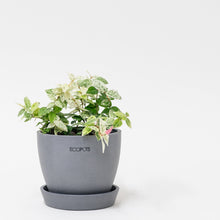 Load image into Gallery viewer, Asiatic Jasmine Snow-N-Summer (S) in Ecopots
