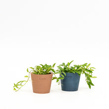 Load image into Gallery viewer, Hoya zambales in Nursery Pot