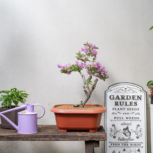 Bonsai Bougainvillea