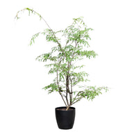 Suamei (L) in Nursery Pot