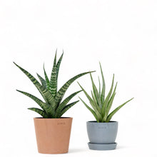 Load image into Gallery viewer, Sansevieria Tom Gracilis in Ecopots