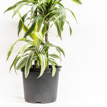 将图片加载到图库查看器，Dracaena Lemon Lime (L) in Nursery Pot