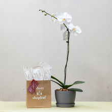 将图片加载到图库查看器，White Orchid (L) in Ecopots