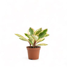 Load image into Gallery viewer, Peperomia Jelly (S) in Nursery Pot