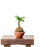 Shopleaf Bowl Terracotta Pot