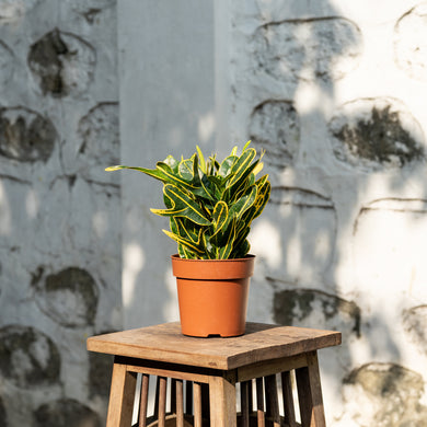 Croton (S) in Nursery Pot