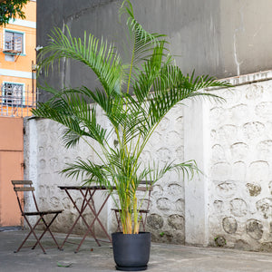 Butterfly Palm (L) in Ecopots