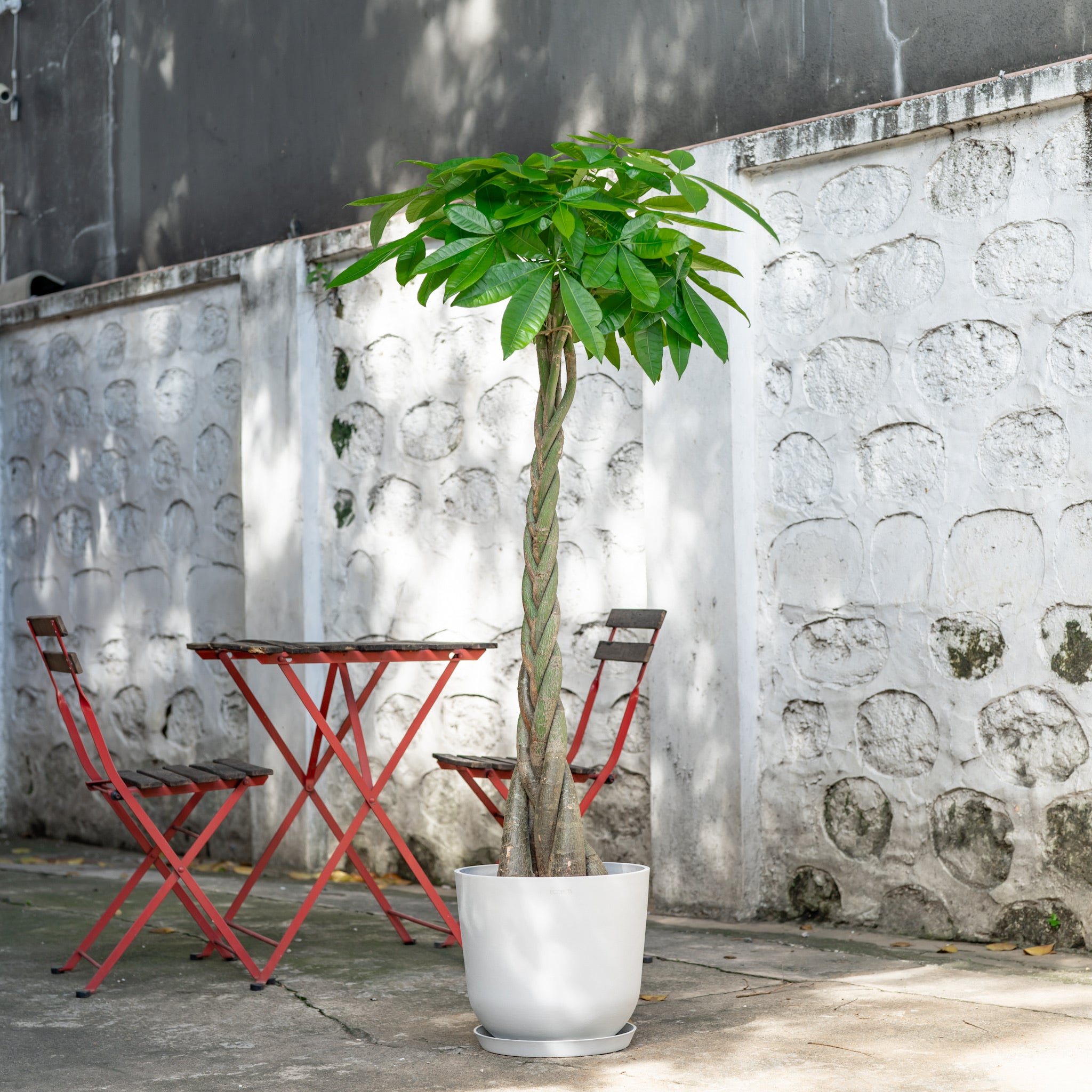 money tree plant in the philippines Braided Money Tree (XL) in Nursery Pot – Shopleaf Plant Studio