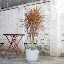 Load image into Gallery viewer, Dracaena Marginata ‘Red’ (M) in Nursery Pot