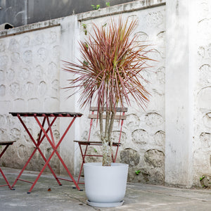 Dracaena Marginata ‘Red’ (M) in Ecopots