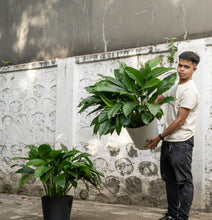 Load image into Gallery viewer, Peace Lily (XL) in Ecopots