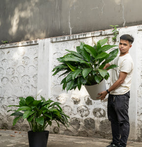 Peace Lily (XL) in Ecopots