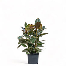 Load image into Gallery viewer, Rubber Tree ‘Ruby’ (M) in Nursery Pot