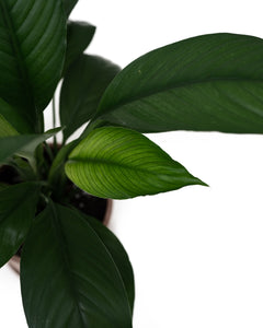 Sensation Plant (S)