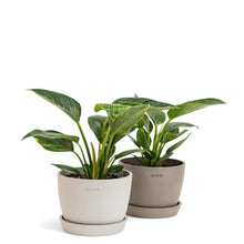 将图片加载到图库查看器，Philodendron Birkin (S) in Ecopots