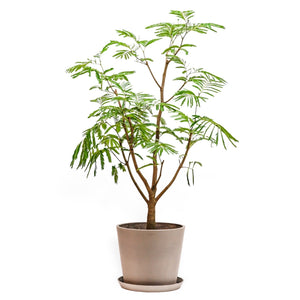 Everfresh Tree (M) in Nursery Pot